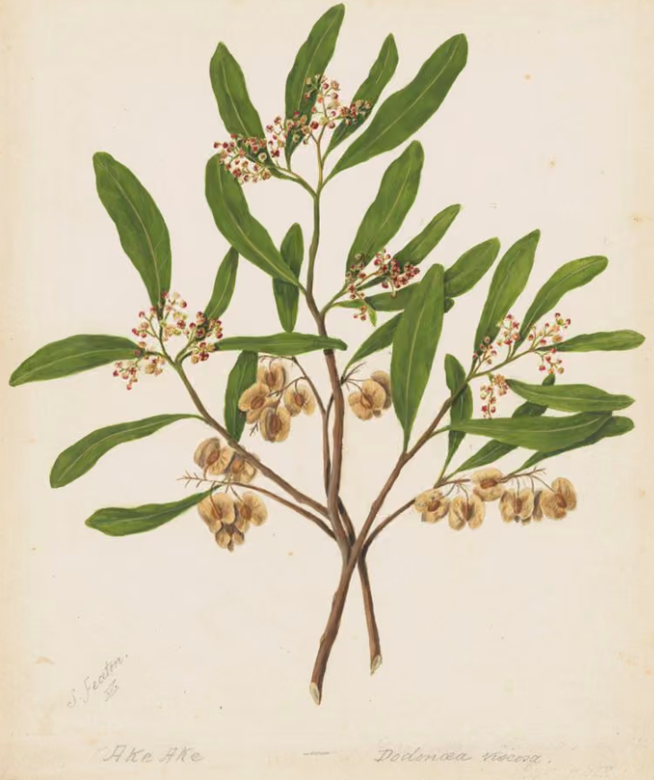 Akeake circa 1885