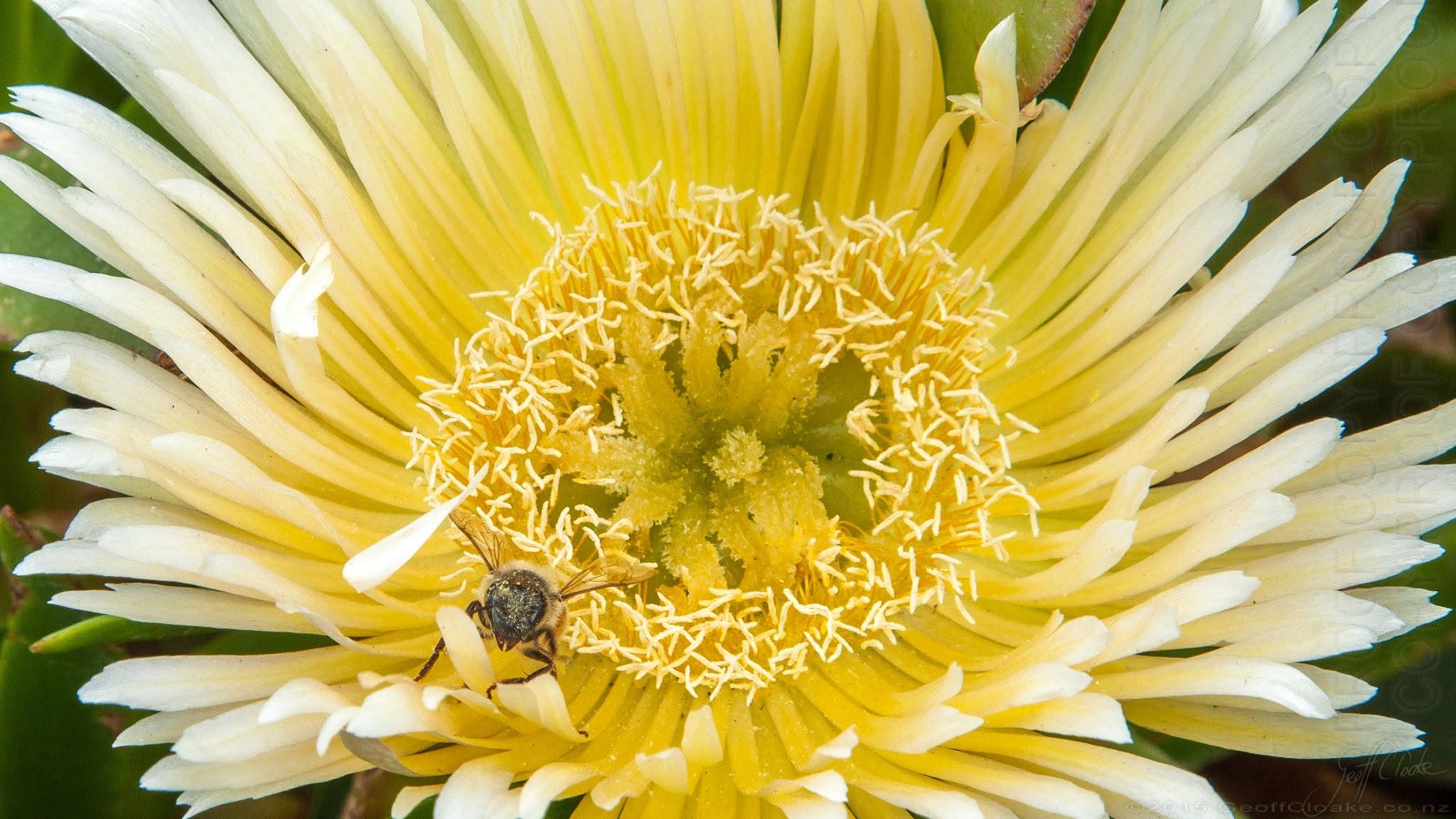 Bee leaving ice plant flower after a good suck around the succulent for nectar 2015 Geoff Cloake