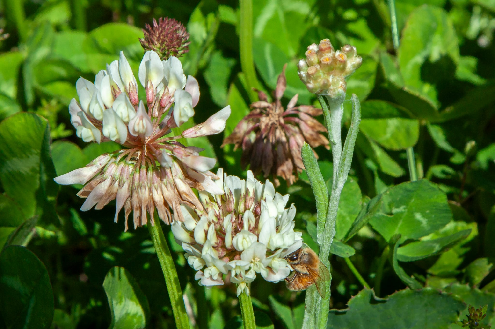 Clover Photo Geoff Cloake