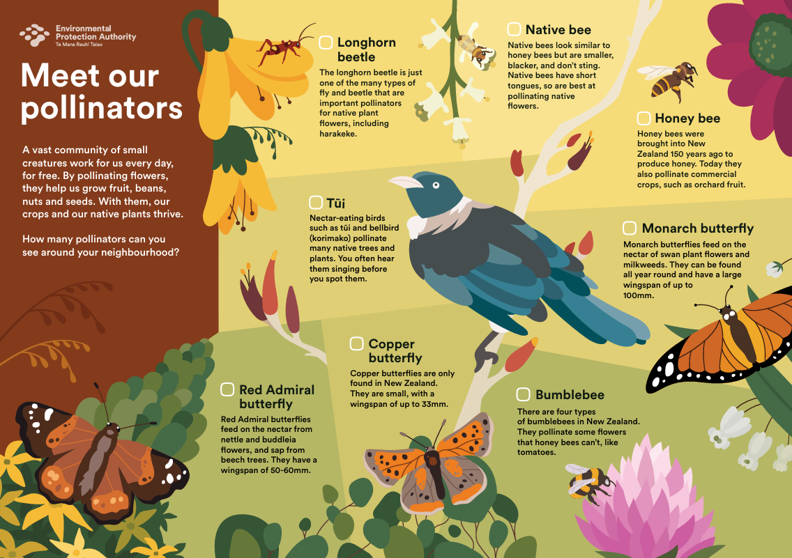 Fabulous facts about native birds DOC