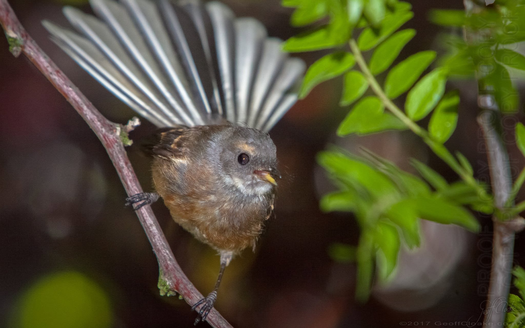 Fantail Photo Geoff Cloake 2017