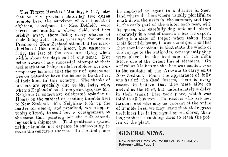 General News Timaru Bumble Bees 1881
