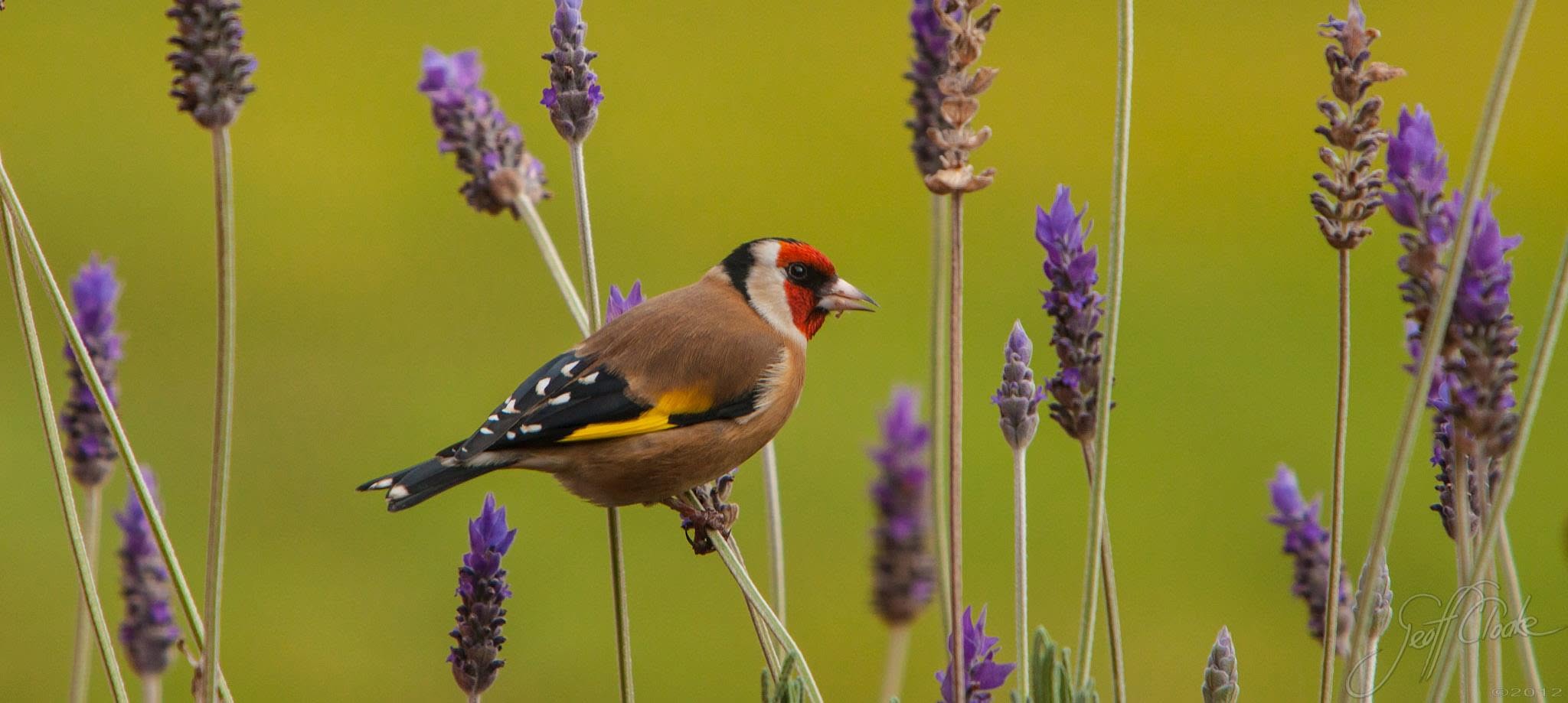 Goldfinche in the lavender 2012 Geoff Cloake