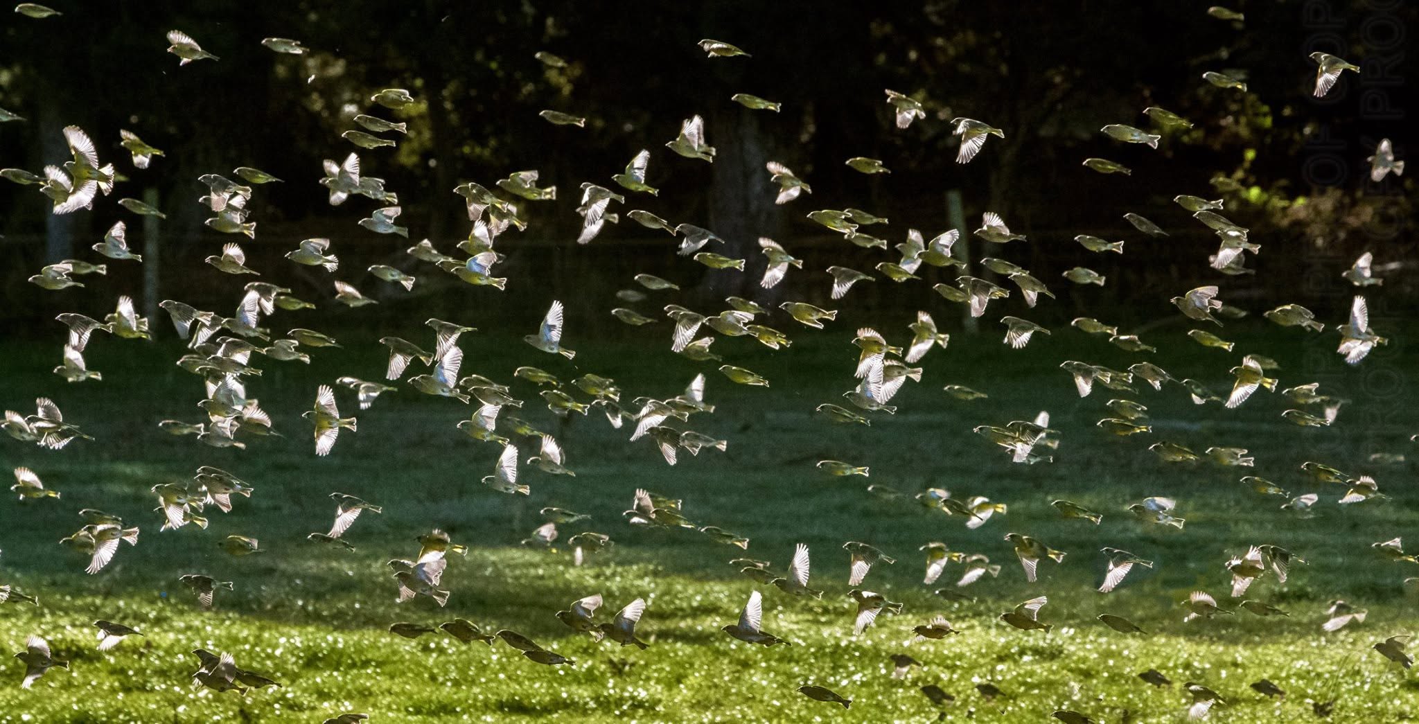Greenfinches in the 1000s Alfred Forest May 2017 Geoff Cloake