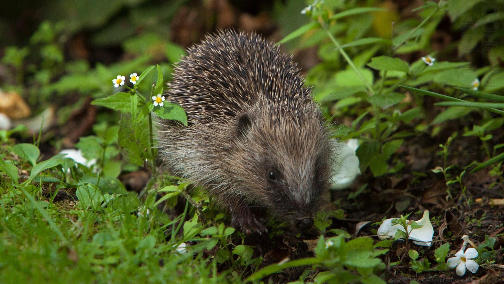 Hedgehog in timaru garden on Te Weka St 2015 Geoff Cloake
