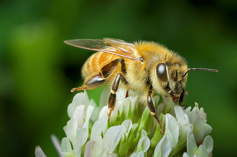 Honeybee on clover New Zealand