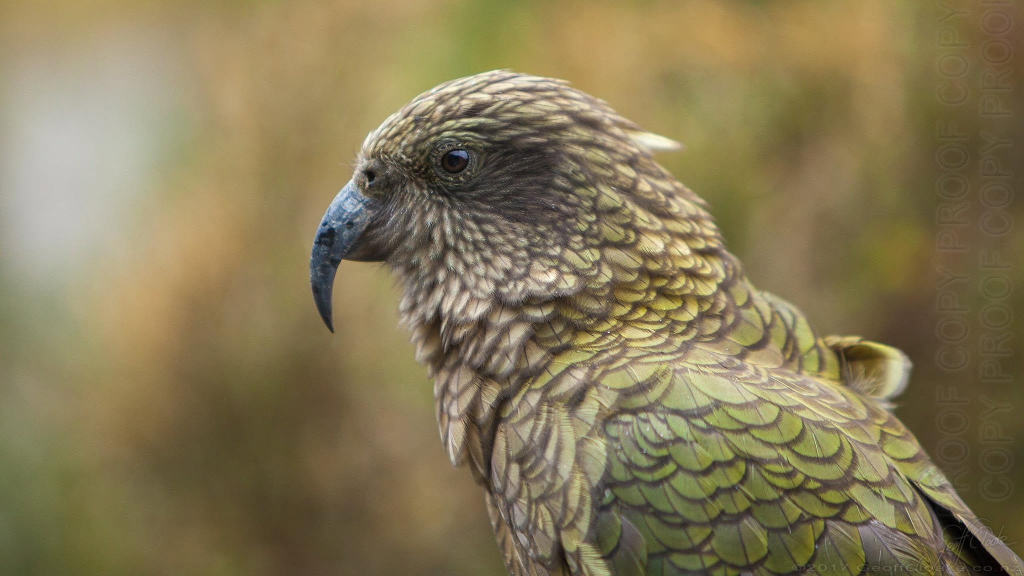 Kea Photo Geoff Cloake 2017