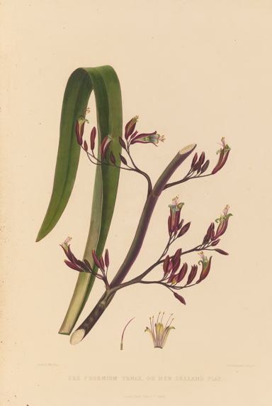 MA I590449 TePapa The Phormium Tenax or low res