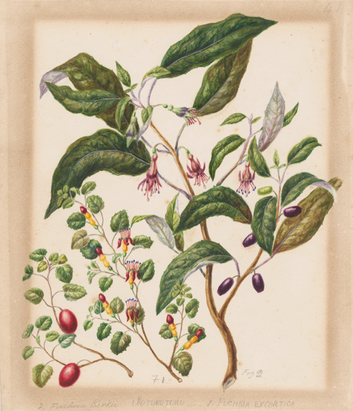 MA I797522 TePapa Creeping fuchsia fuscia low res