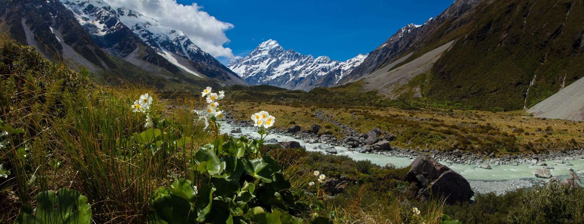 Mount Cook Lilies in the Hooker Valley before Mt Cook 2012 Geoff Cloake