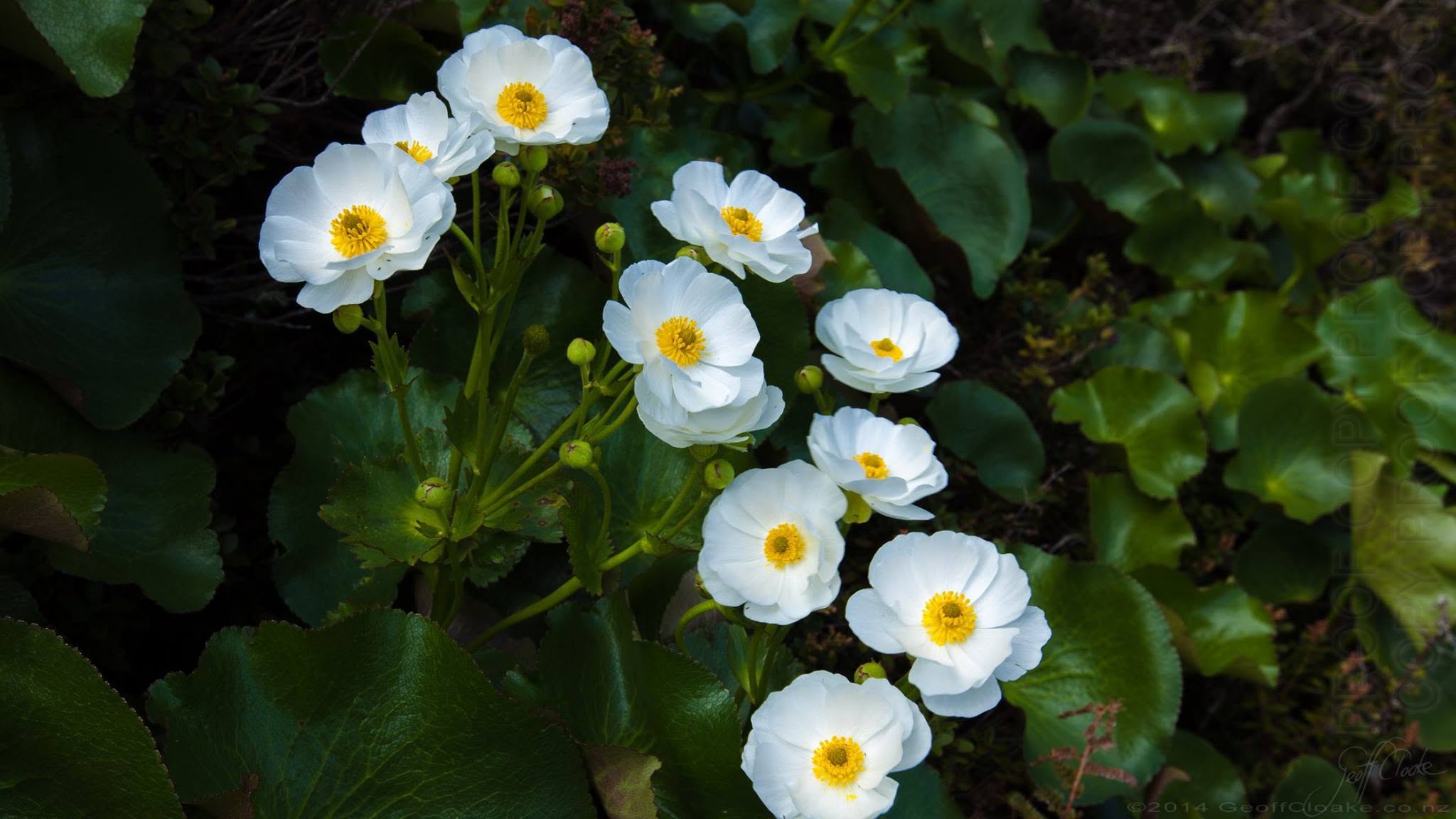 Mt Cook Lilies 2014 Geoff Cloake