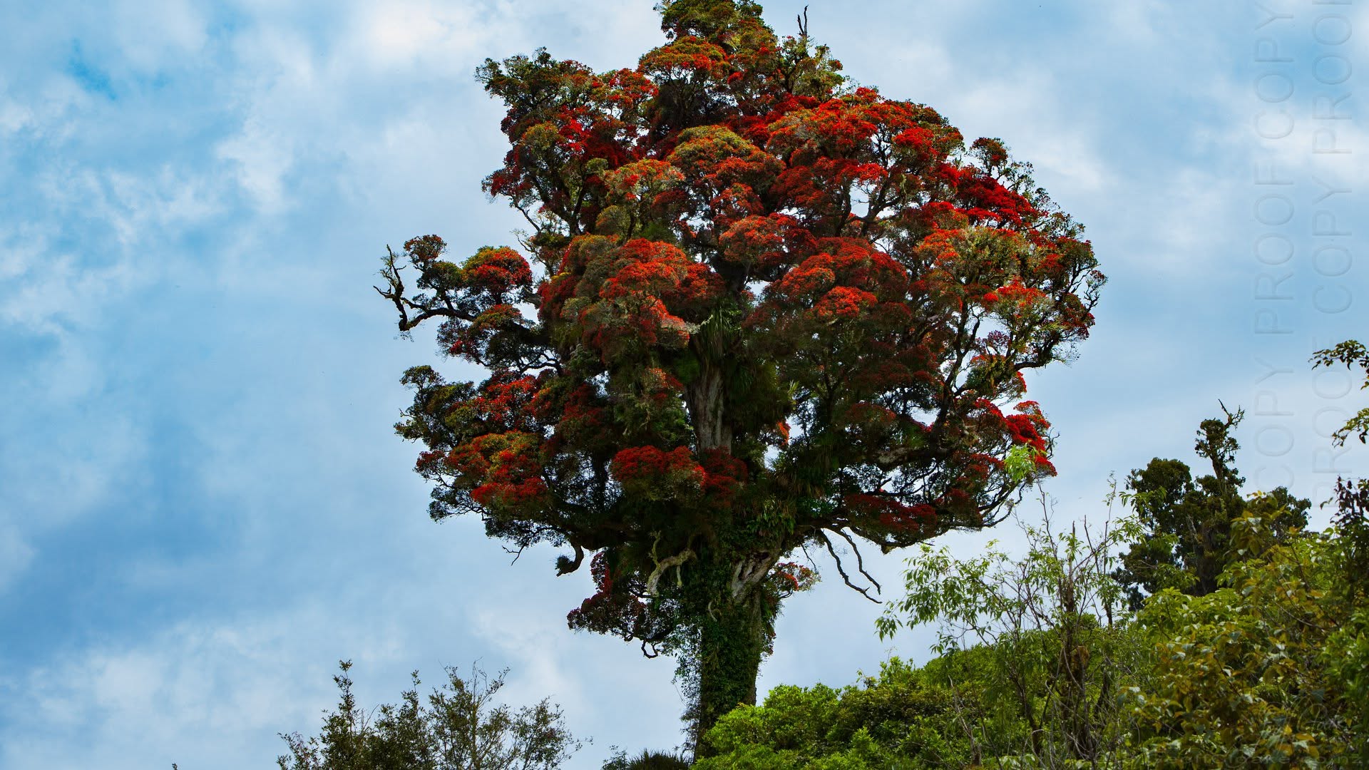 Northern Rata in flower at Lake Waikaremoana in Te Urewera State Forest Geoff Cloake 2018