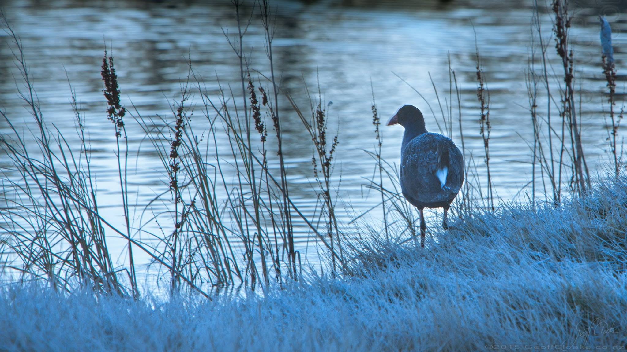 Otipua Wetlands Geoff Cloake Pukeko in the frost 2015