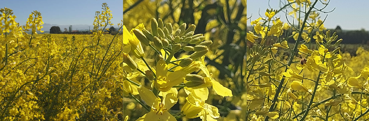 Rapeseed plant of the mustard family Brassicaceae