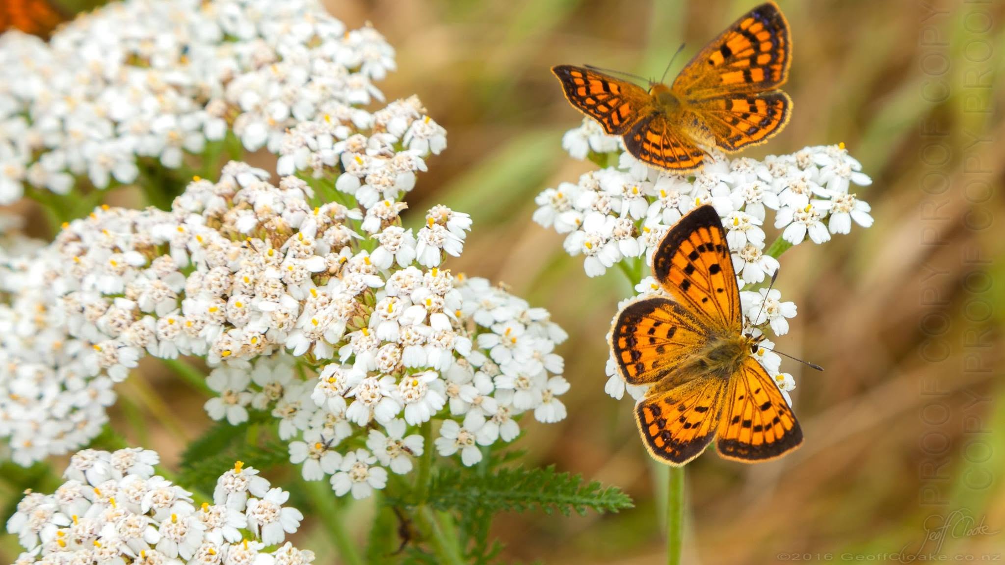 Rauparahas copper butterflys Photo Geoff Cloake 2017