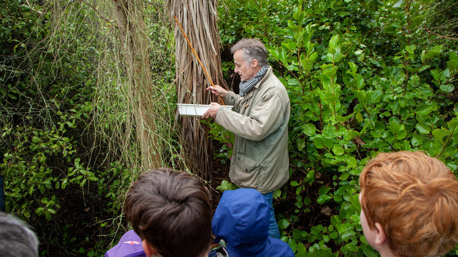 South Canterbury Museum Director shakes a ti kouka cabbage tree and catches creatures in a dish to see who lives there 2019 Geoff Cloake