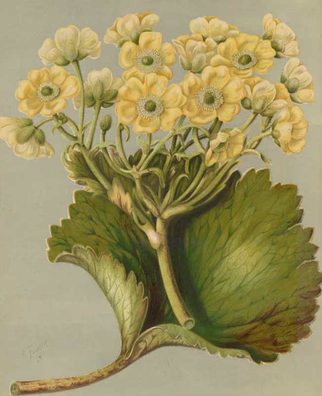 The Korikori Ranunculus insignis