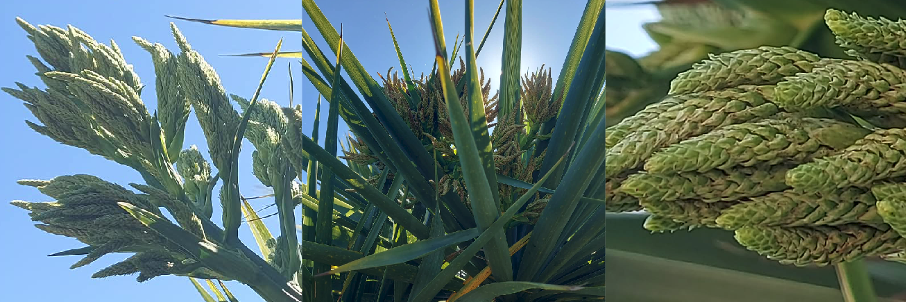 Ti kouka Cabbage tree