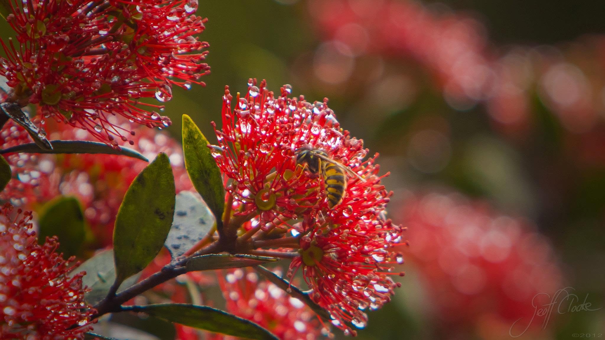 Wasp on Southern Rata 2013 Photo Geoff Cloake