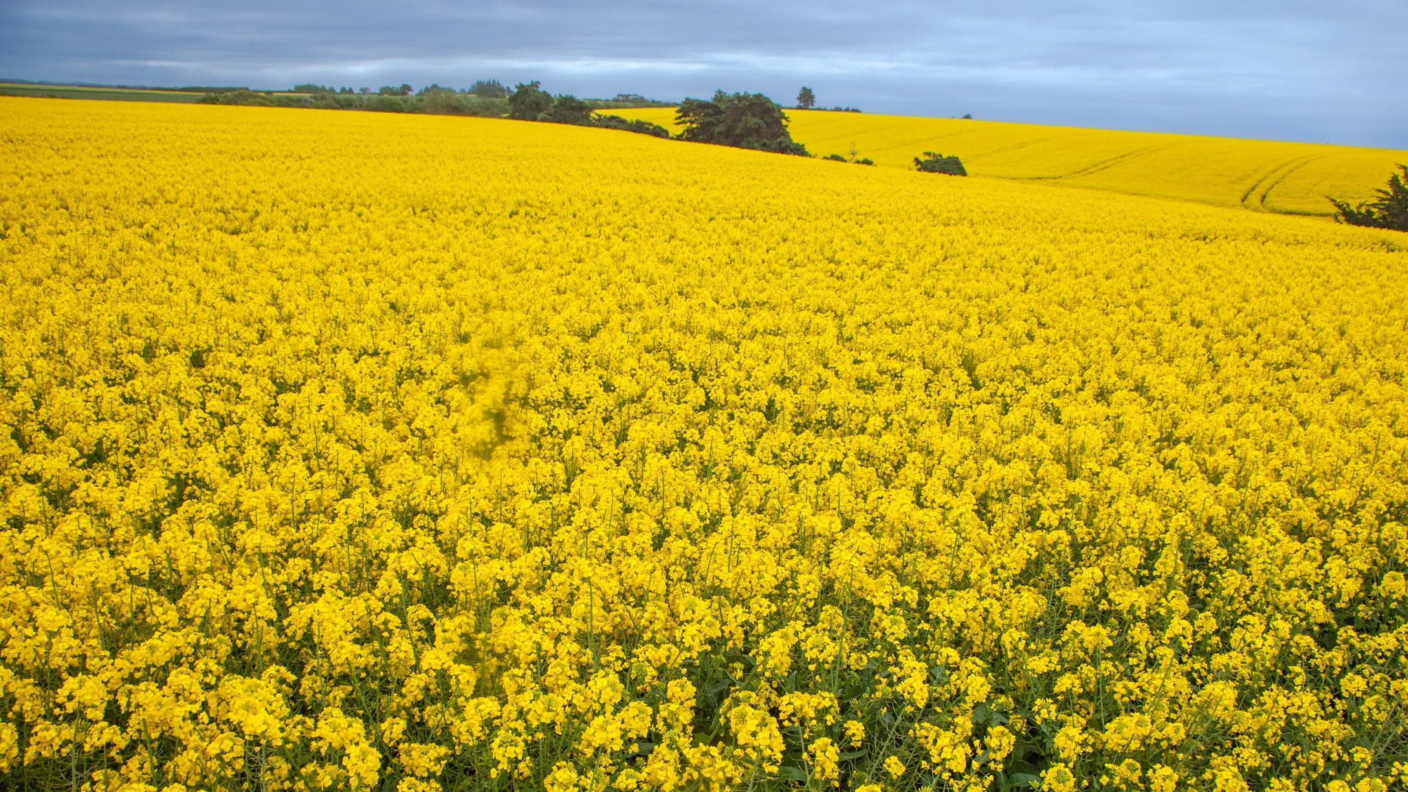feilds of yellow for canola oil in 2023 Photo Geoff Cloake