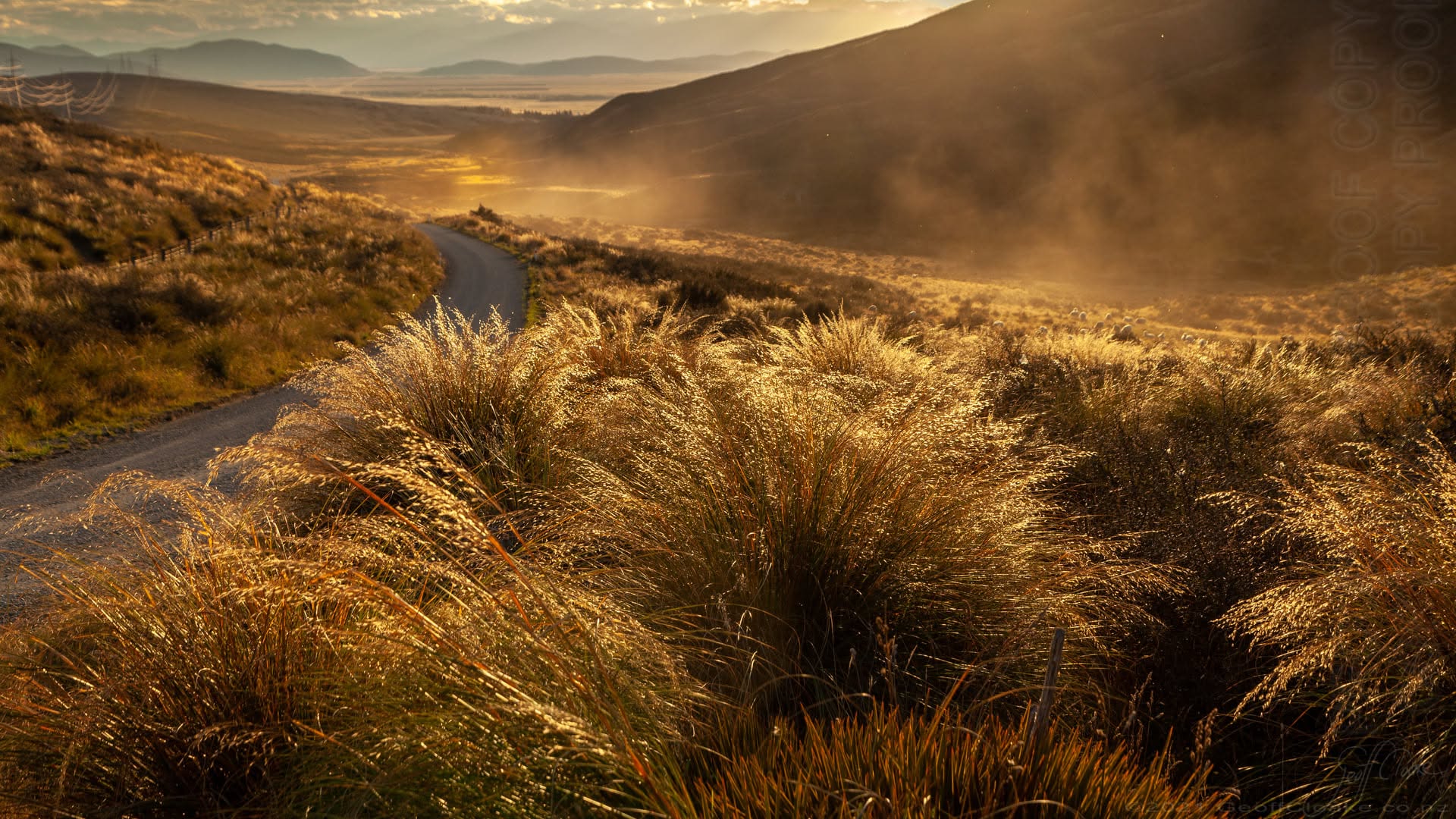 snowgrass backlit at sunset Mackenzie Pass March 2021 Photo Geoff Cloake