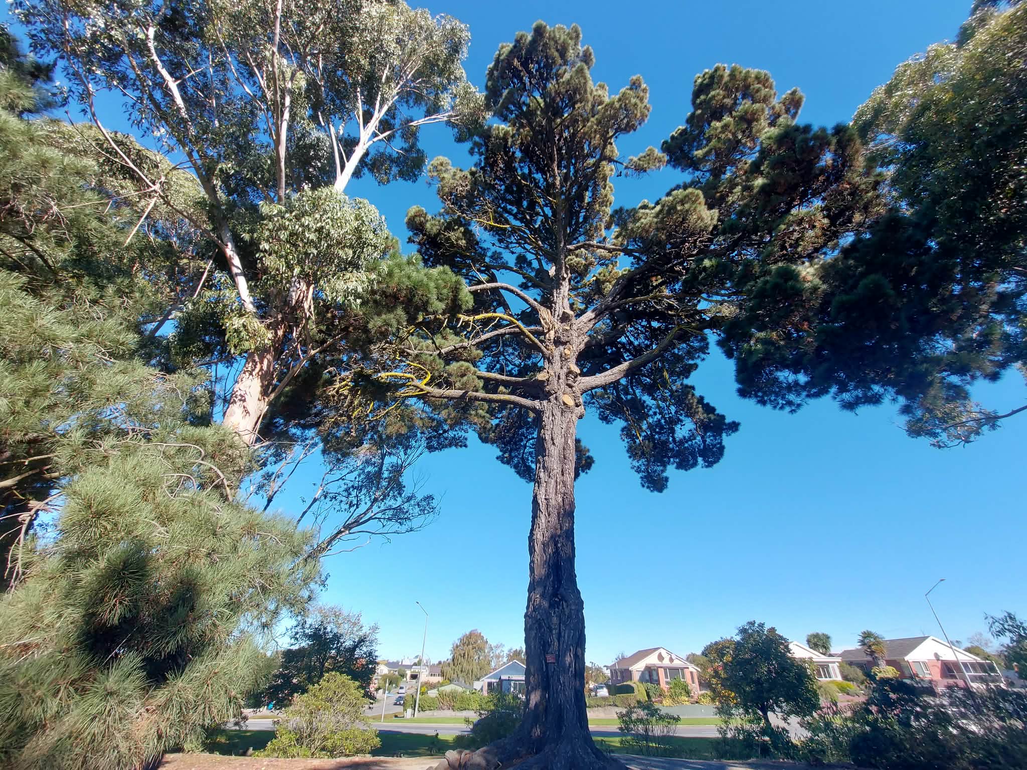 A Monterey Pine one of two prisoner pines in the Timaru Botanic Gardens
