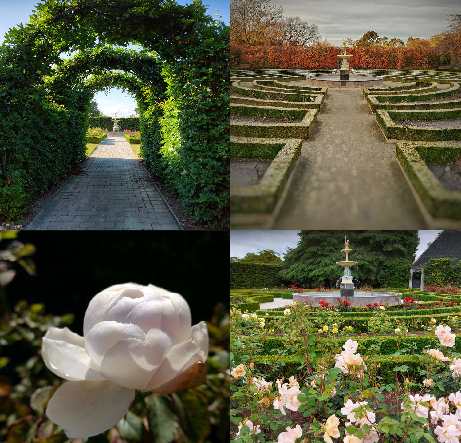 Alexander Rose Garden Timaru Botanic Gardens