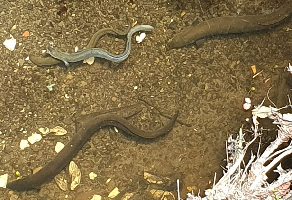 Tuna Eeels Timaru Top10HolidayPark 230421