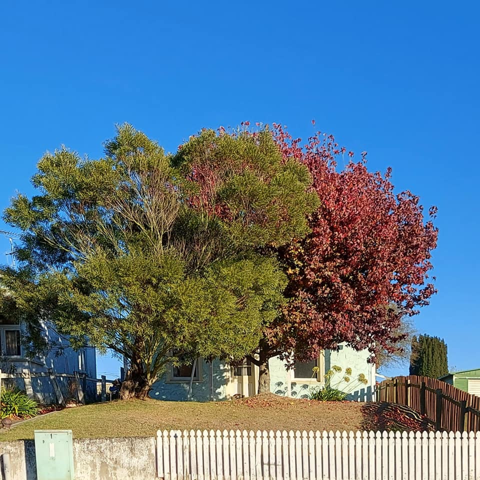 Avenue Road Cottage Roselyn Fauth