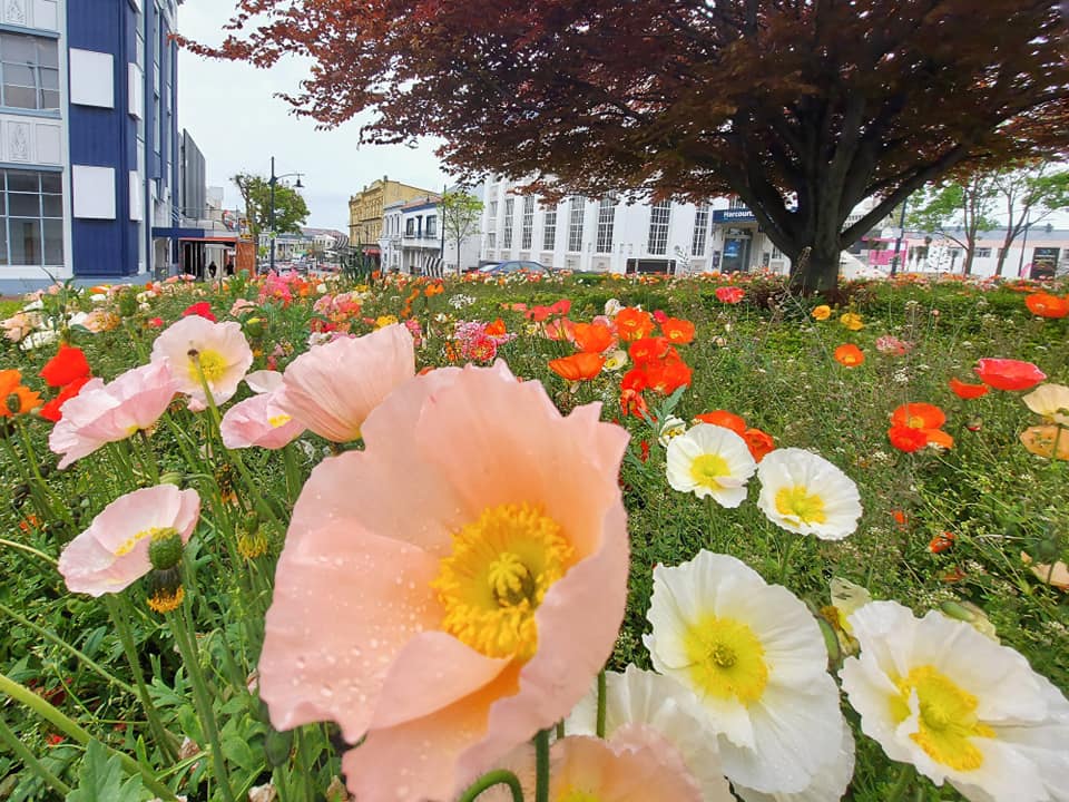 Beautiful colourful display poppy in Timaru CBD Oct 2021 RFauth