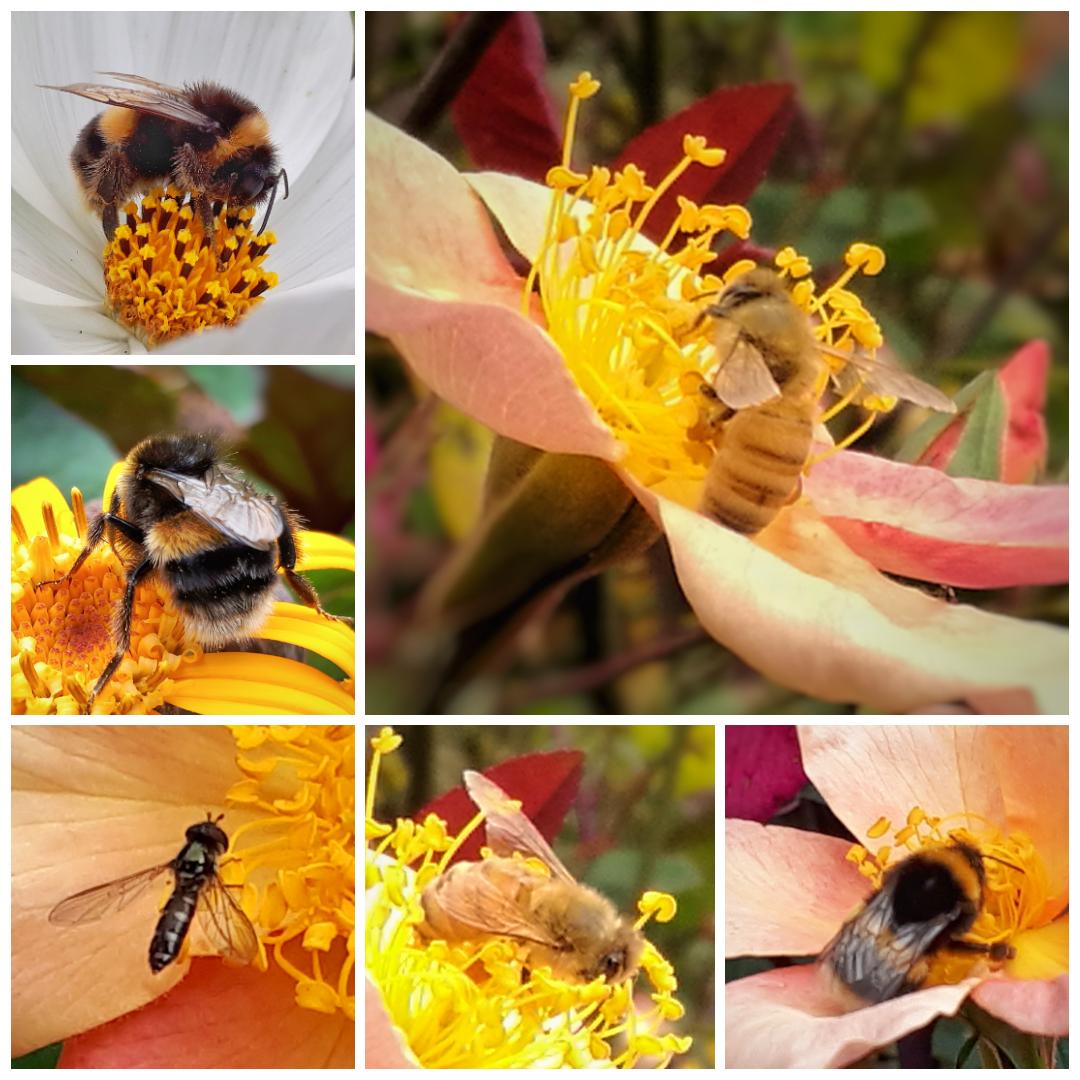 Spy pollinators that buzz