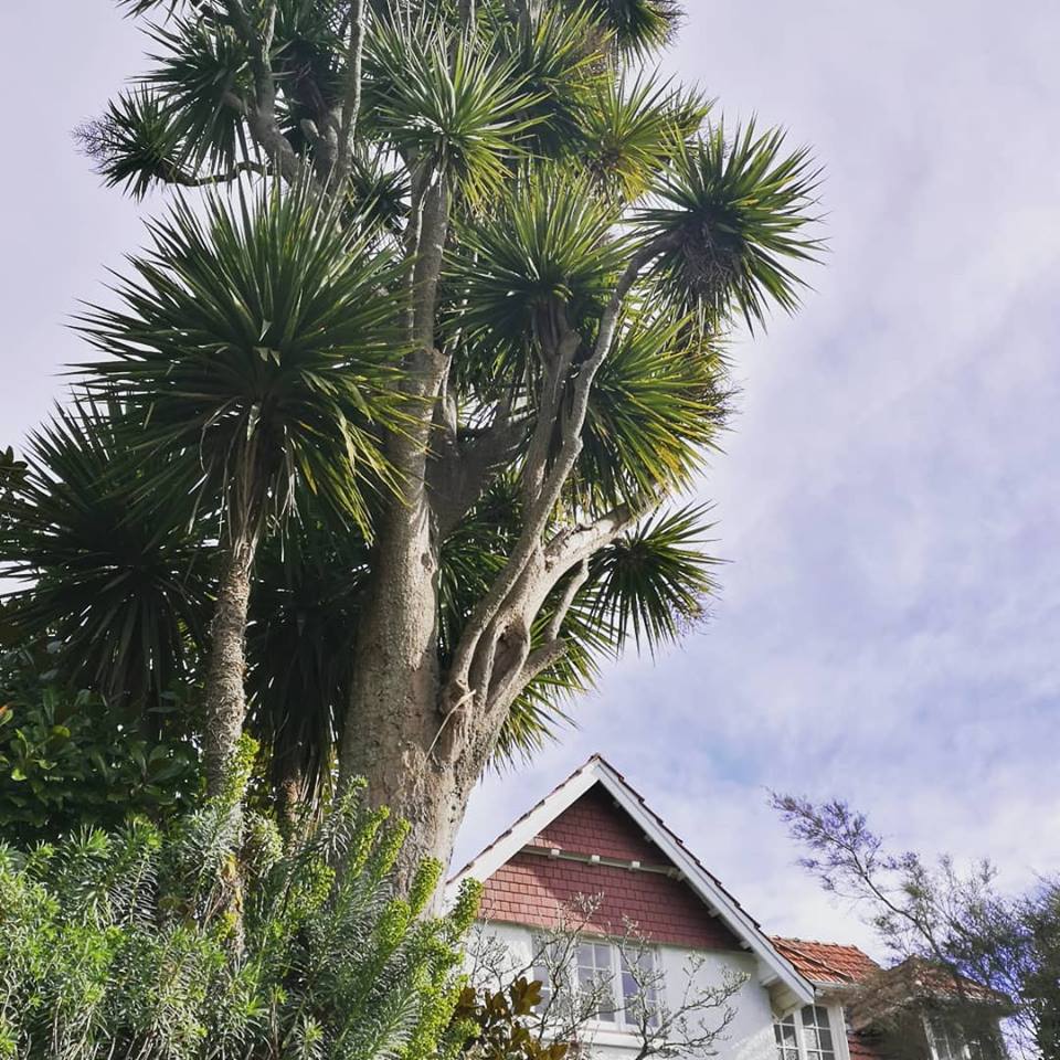 Find the cabbage tree that pre-dates Europeans