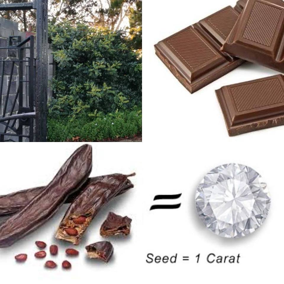 Find the chocolate tree