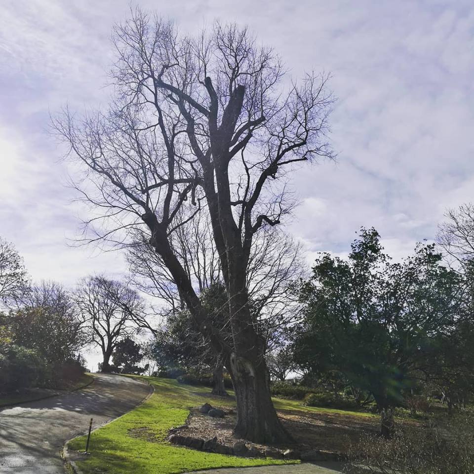 Spot the Dutch Elm that's over 150 years old