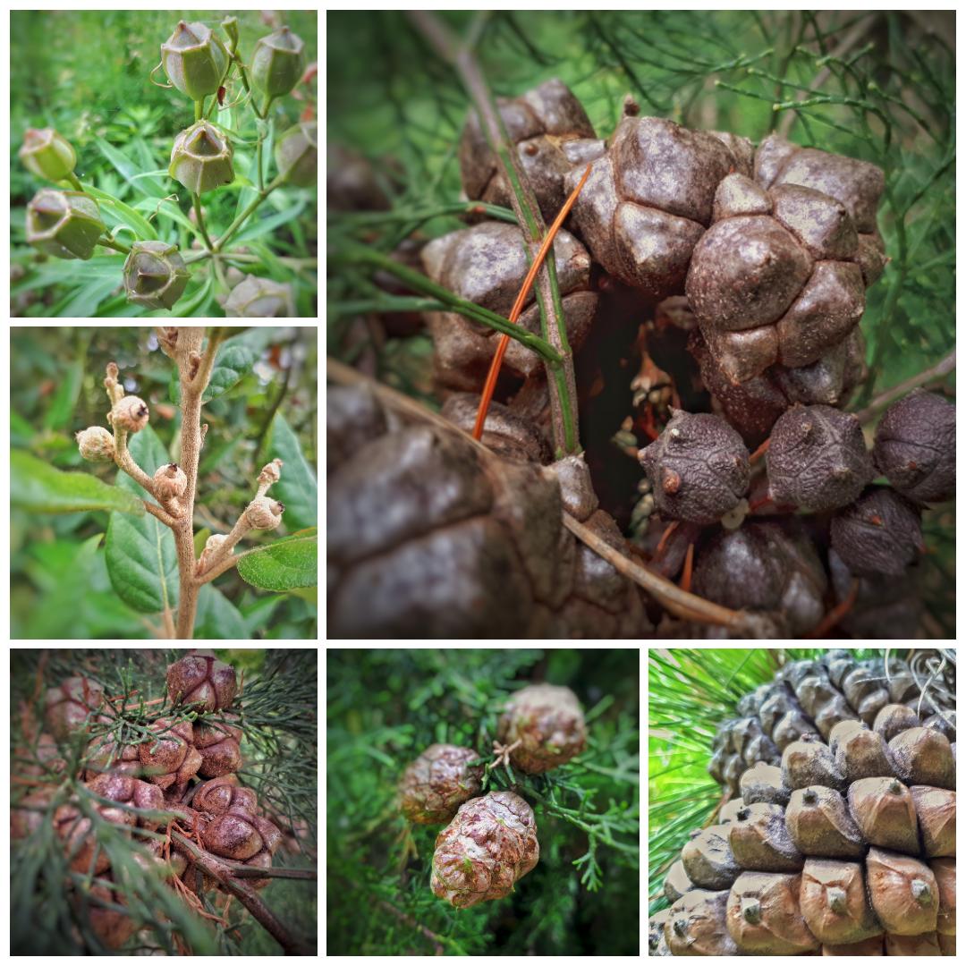 Point to pine cones in Pintum