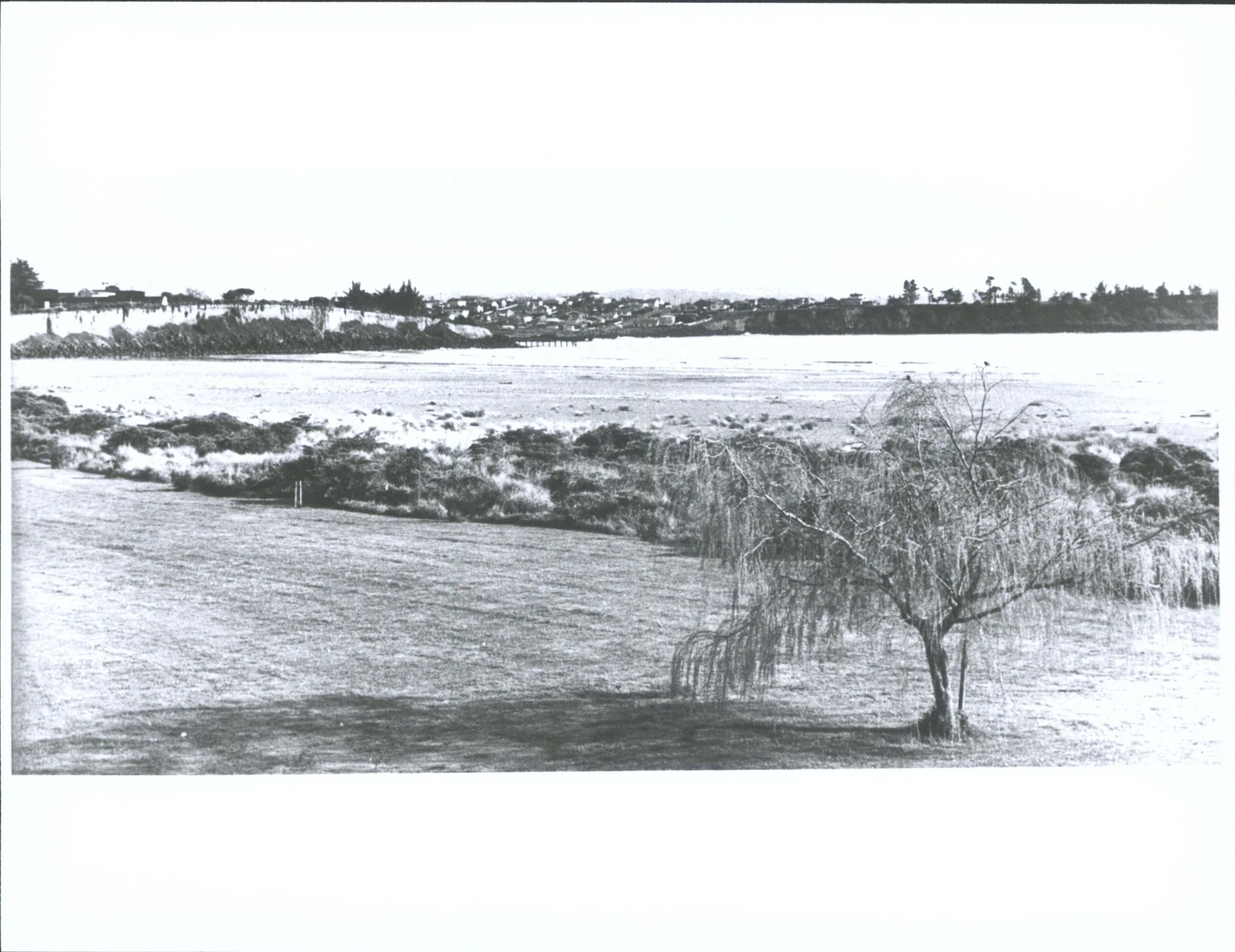 Willow tree Caroline Bay
