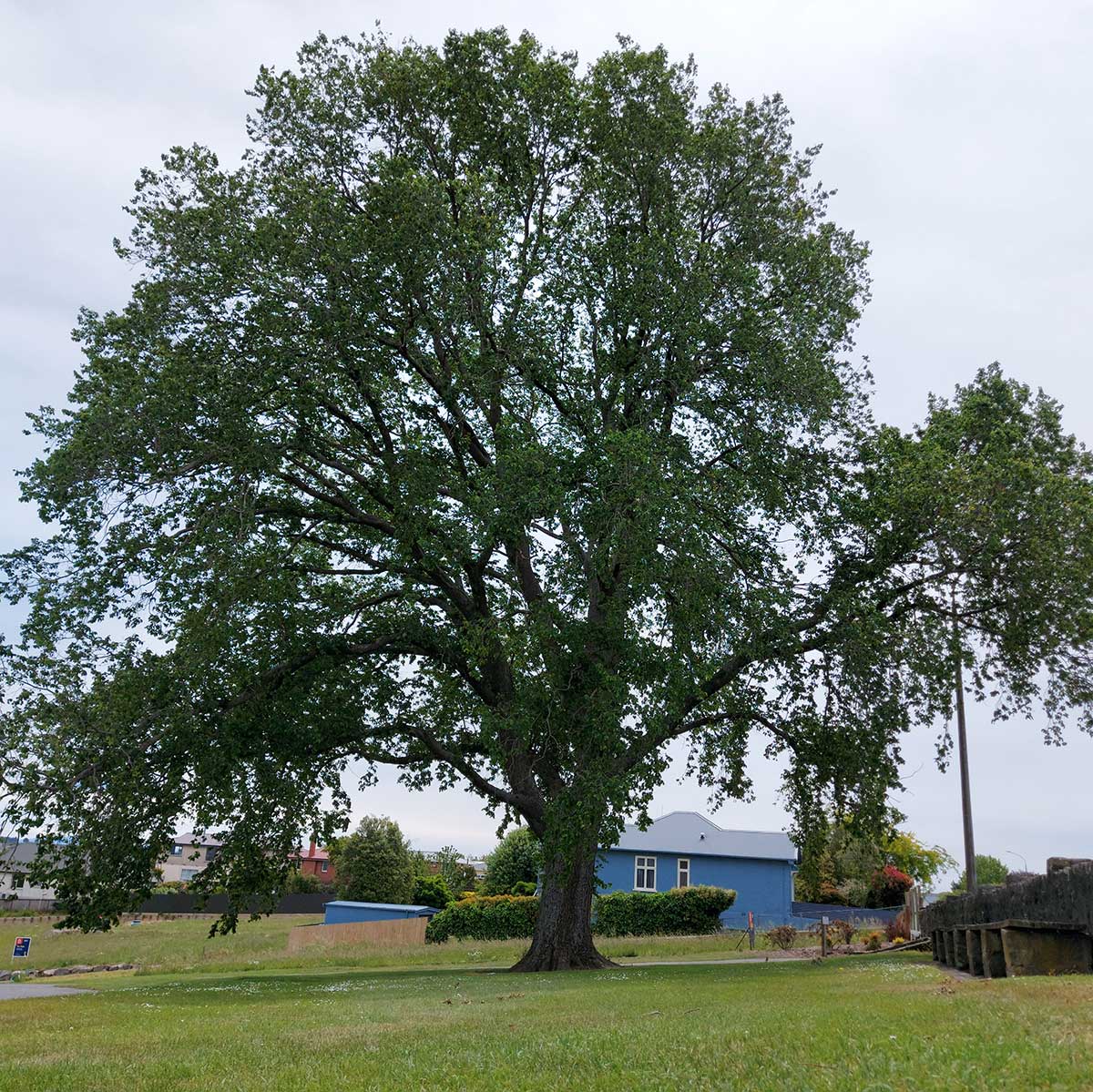 Charles Bowker ElmTree Timaru Centennial Par 6