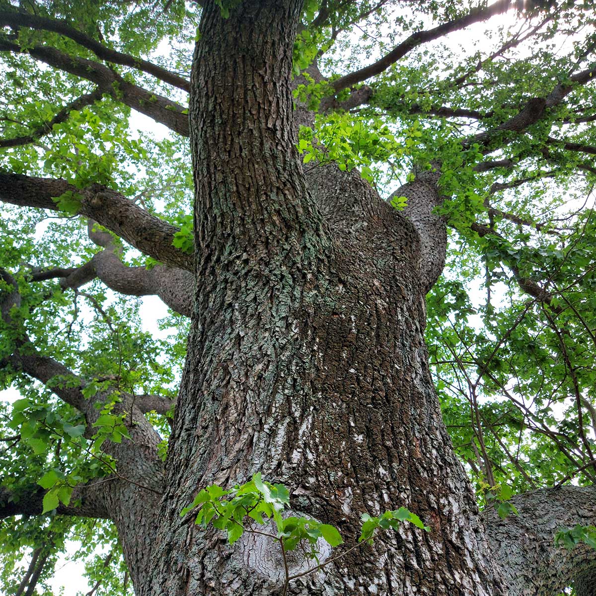 Charles Bowker ElmTree Timaru Centennial Park 5