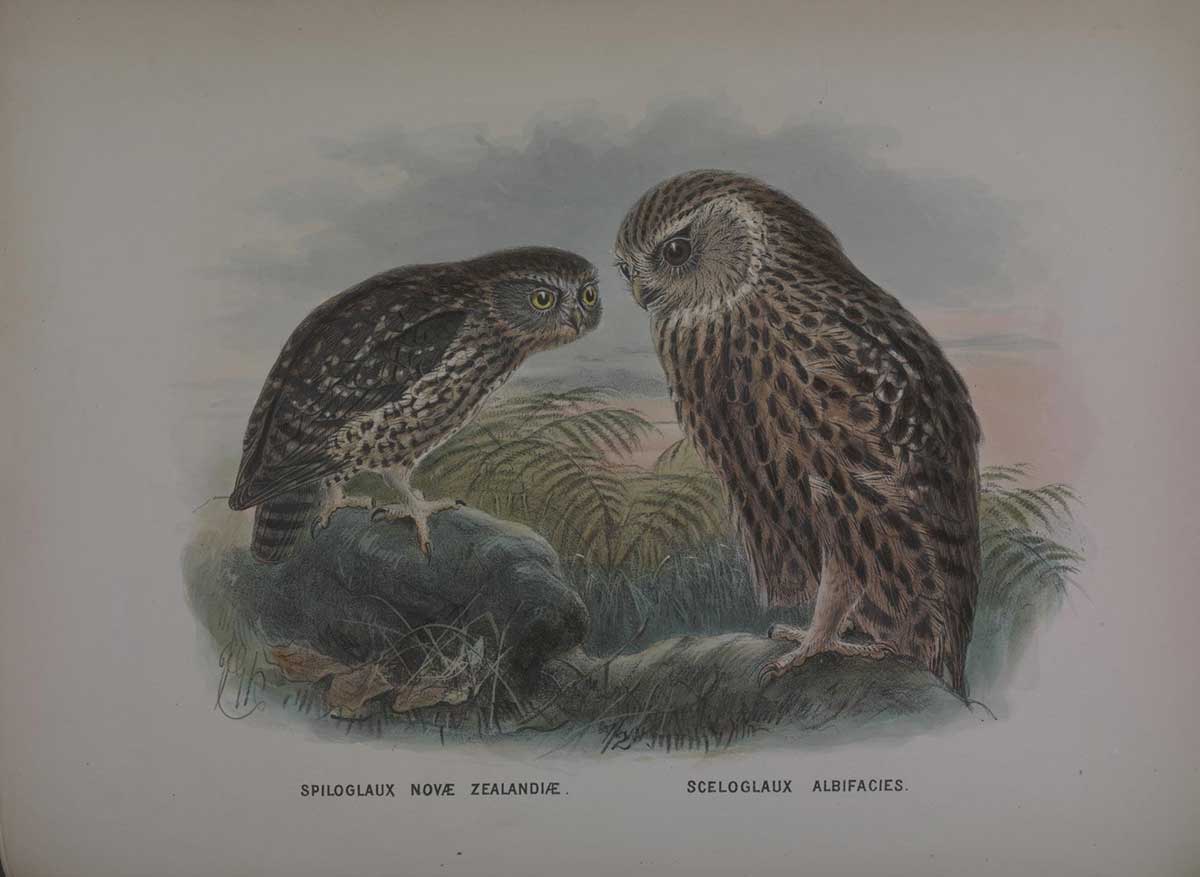 A history of the birds of New Zealand 7157796210 whekau the laughing owl