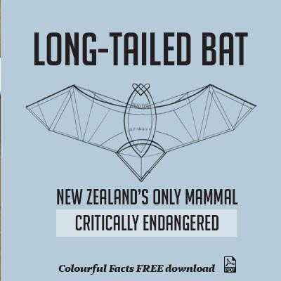 WuHoo Colourful Fact Sheets LongTailedBat 190903 P2