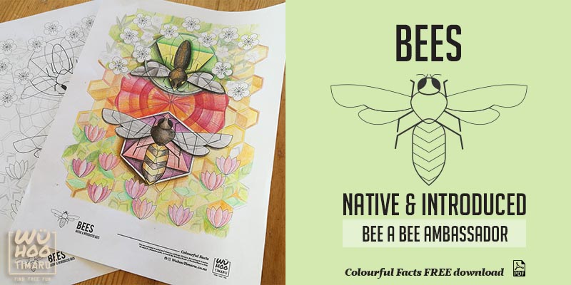 WuHoo Colourful Fact Sheets Native Introduced Bees 191002