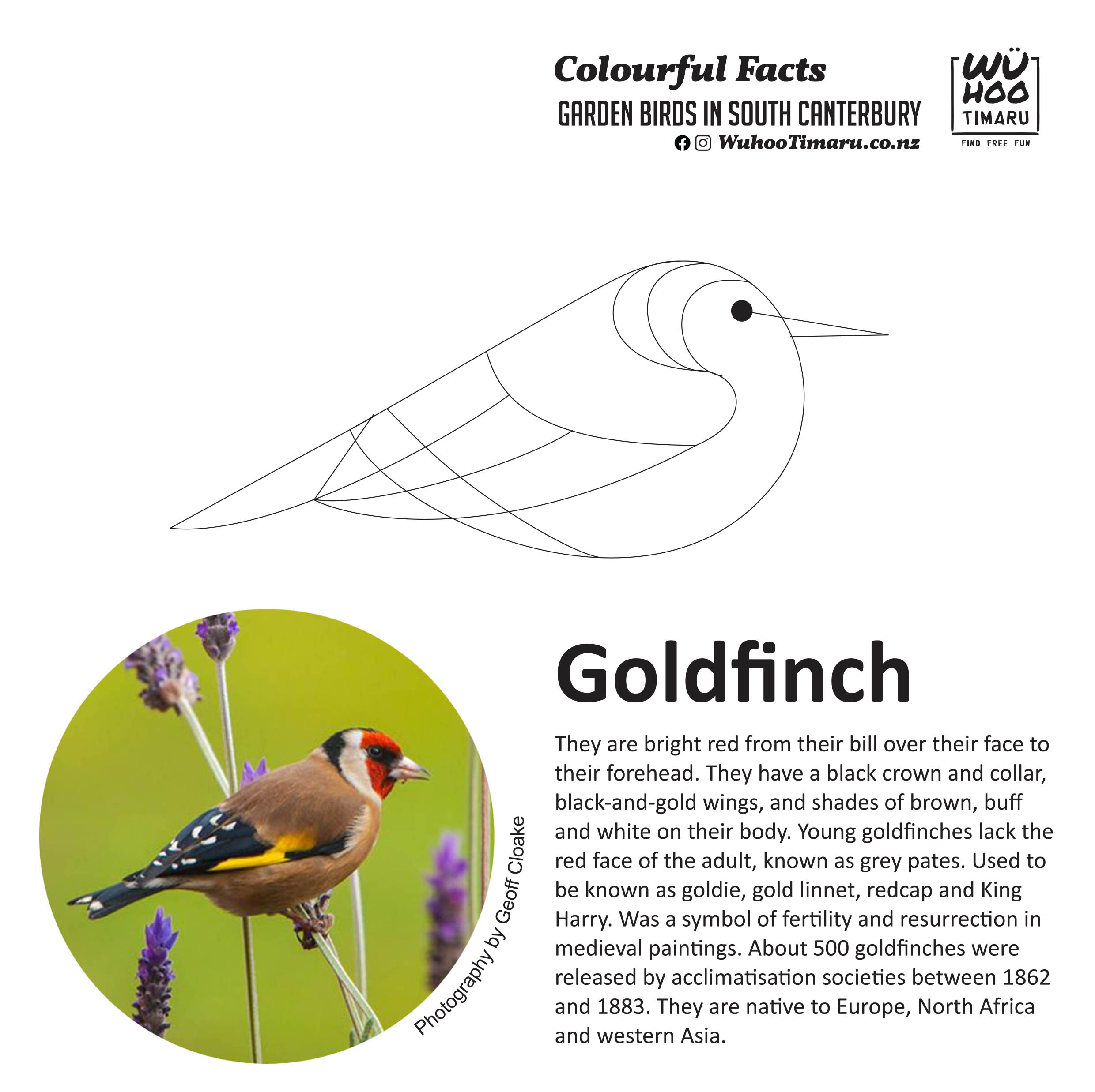Goldfinch