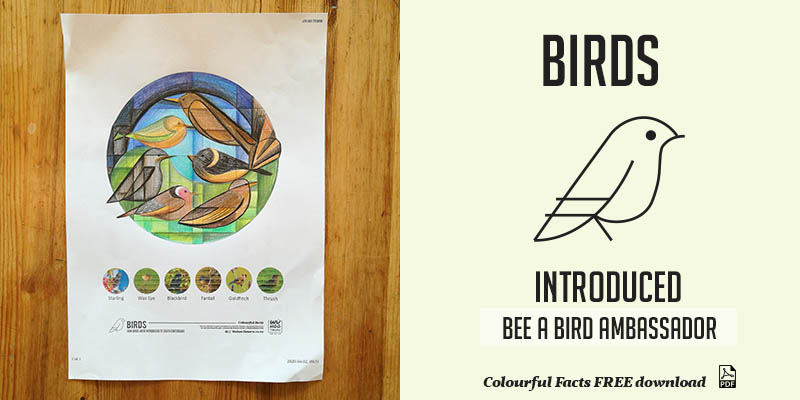 WuHoo Colourful Fact Sheets Introduced Birds 200403