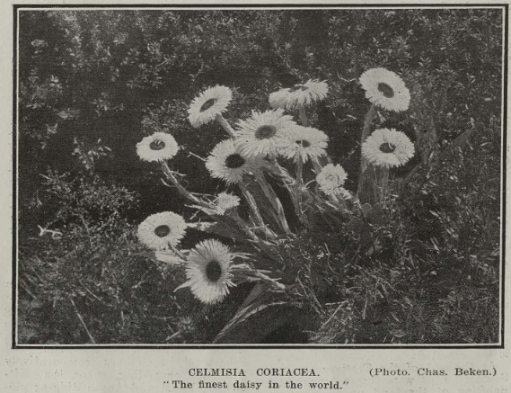 Finest daisy in the world The flora of Mount Cook