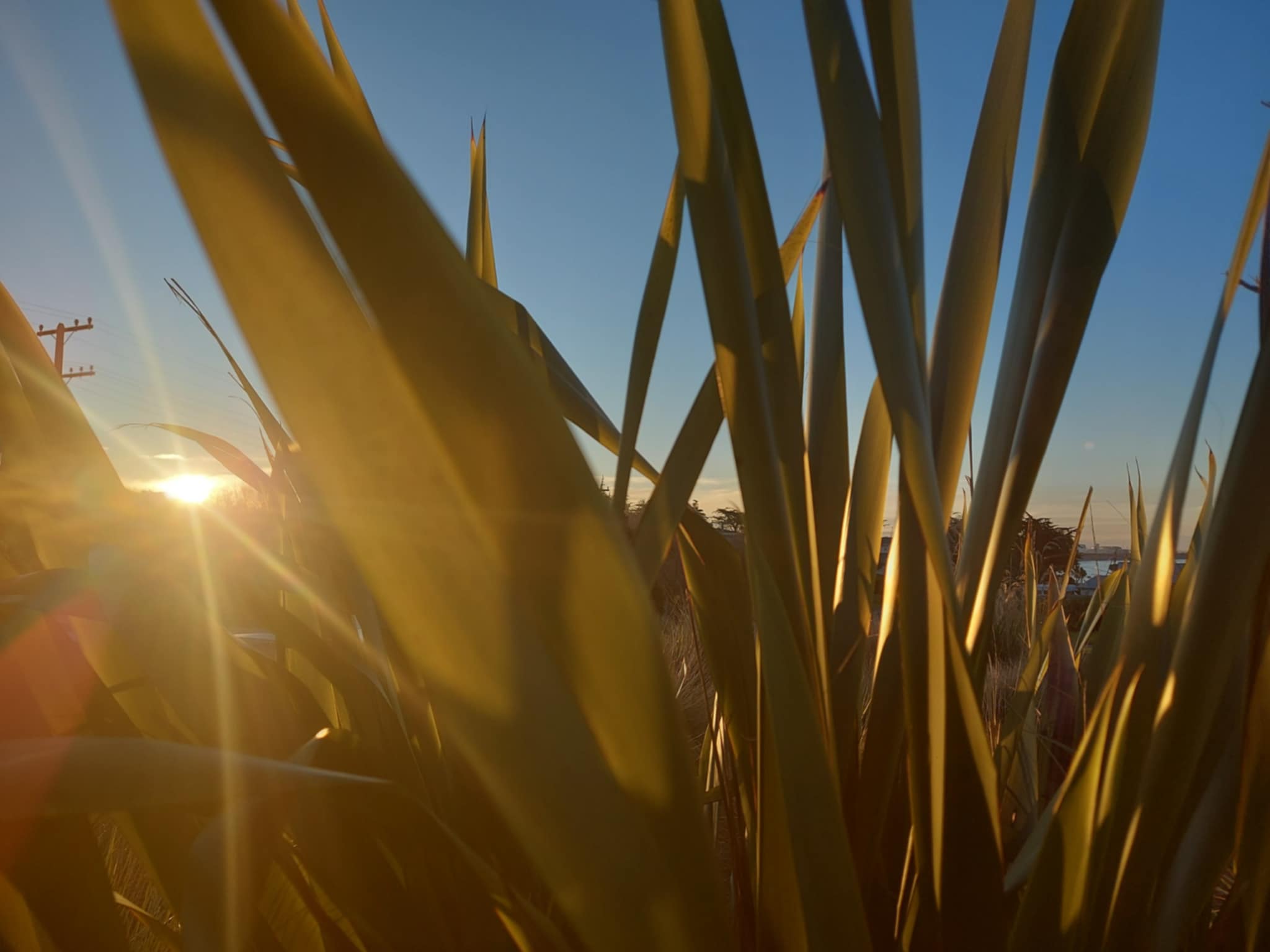 Harekeke Flax at Patiti Point Roselyn Fauth 2025