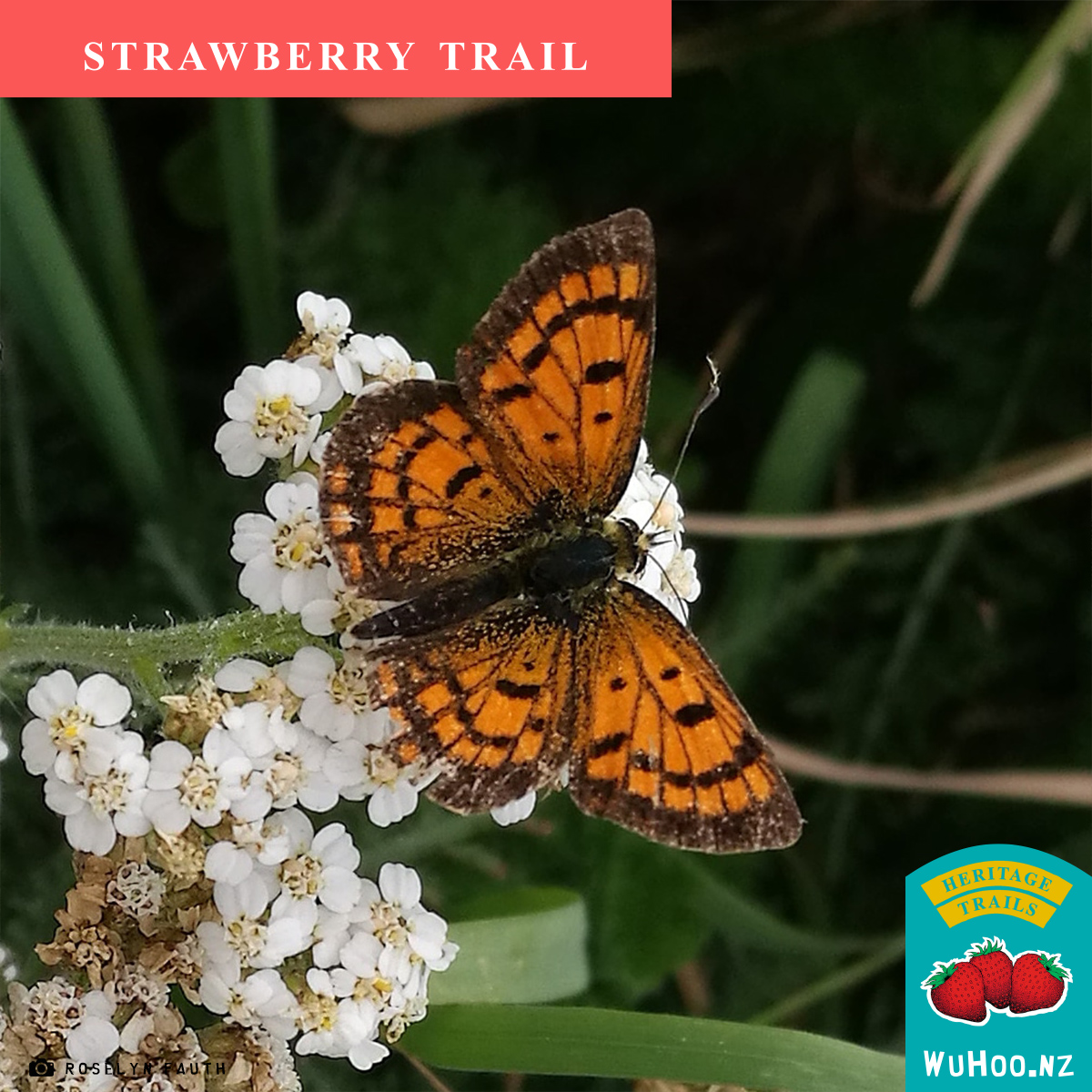 HeritageTrail Strawberry Sign 0085
