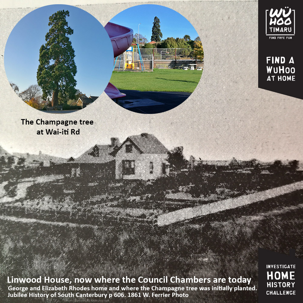 WuHoo HomeHistory Linwood House 0030 Rhodes_the_Champagne_tree