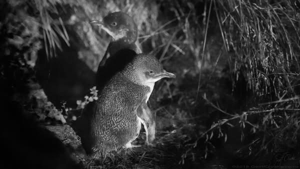 Little Blue Penguins Caroline Bay Photography By Geoff Cloake 2018
