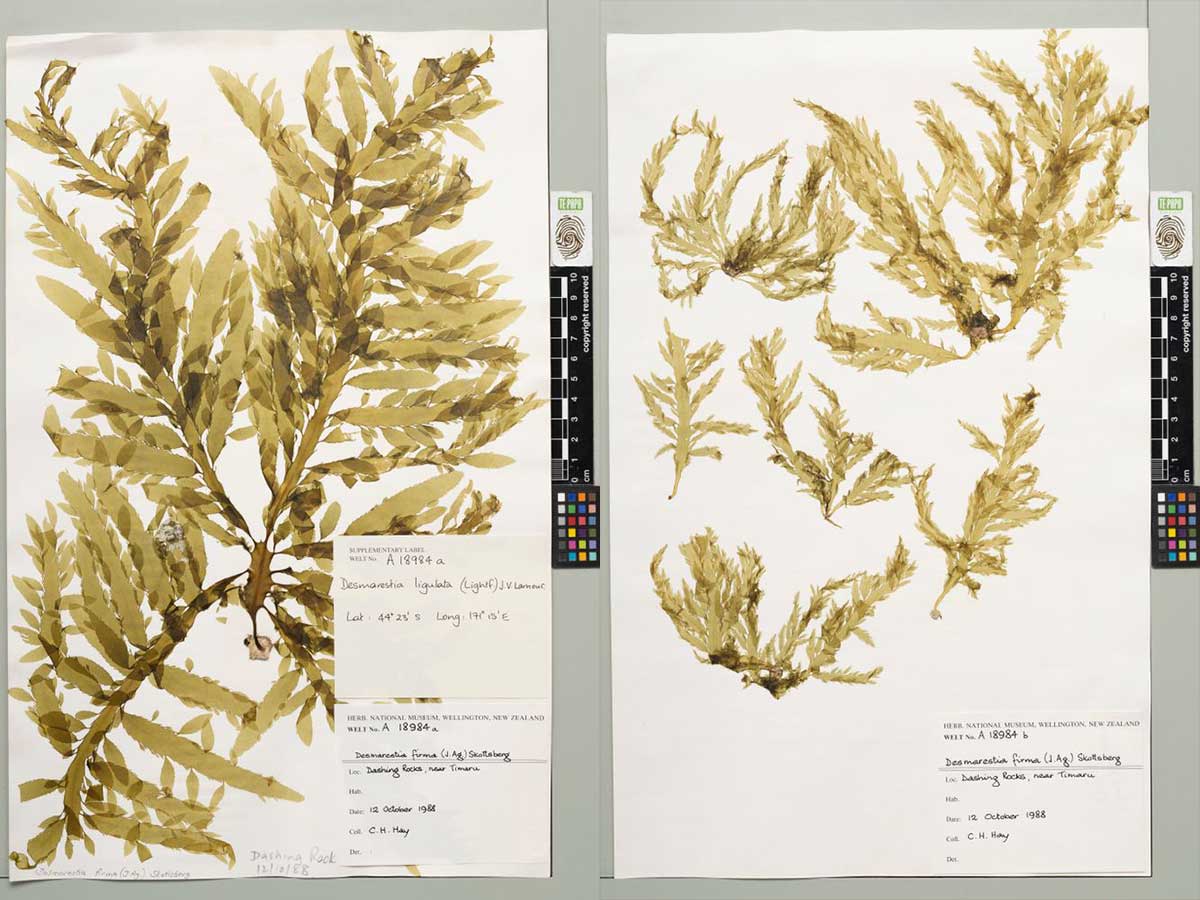 MA I946036 TePapa Desmarestia ligulata preview