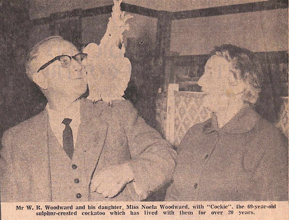 Mr W R Woodward and his daughter Miss Noela Woodward with Cockie the 69 year old sulplmr crested cockatoo which has lived with them for over 20 years 00001 35 66